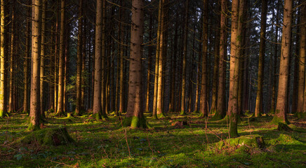 forest in the morning