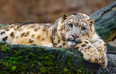 Snow leopard. portrait of snow leopard. Irbis	