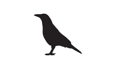 crow on a white background