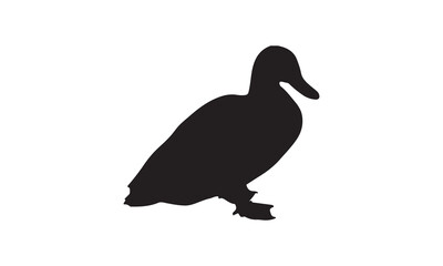 duck on white background