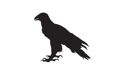eagle on a white background