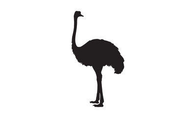 ostrich vector illustration