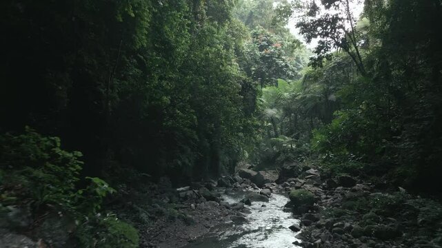 River in Rainforest