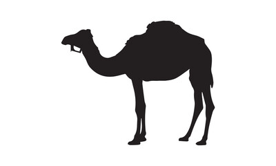 camel on the beach