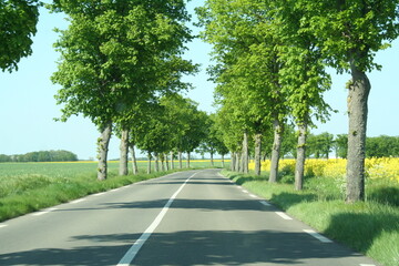 French departmental road shaded by plane trees planted along its length - Route départementale en France ombragée par les platanes planté tout son long