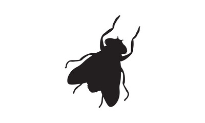 beetle isolated