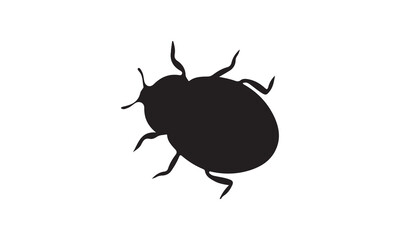 beetle isolated on white background