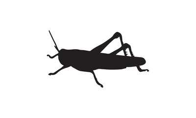 locust isolated on white background