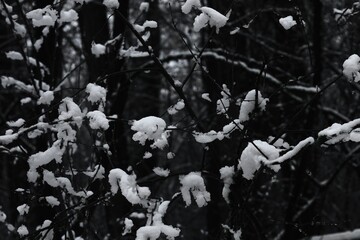 Snow covered branches in the woods, Winter atmospheric black metal forest, dark horror atmosphere, fantastic landscape	