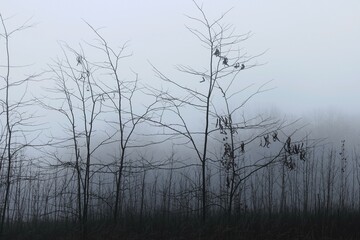 Dark branches against a background of thick fog, fantastic mist, surreal atmosphere 