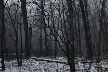 Surreal foggy morning in the woods, atmospheric forest, dark spooky nature, gloomy colours, horror...