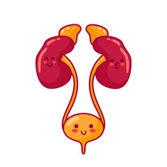 Human kidneys and bladder. Cute characters in kawaii style. Healthy organs, urinary system. Vector illustration, flat style. Health problems. For sticker, books, design. Medical brochure template.