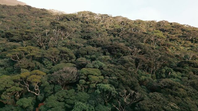 High Altitude Forest On Mountain