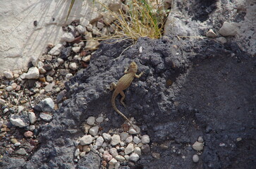 Meteor Crater, or Barringer Crater