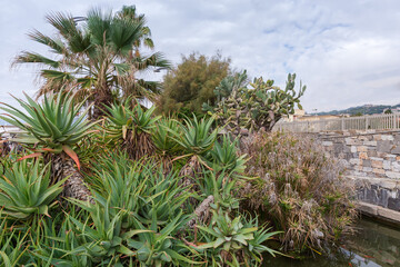 Thickets of Aloe arborescens against the other plants outdoors