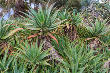 Fototapeta premium Ornamental Aloe arborescens against the other plants close-up, outdoors