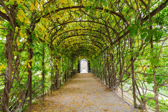 Arched pergola overgrown with woody vines with autumn leaves