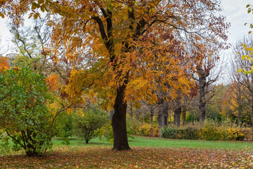 Old deciduous tree in autumn park in overcast day