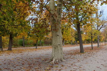 Alley with old plane tree on foreground in autumn park