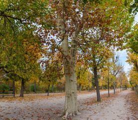 Old plane tree on alley in the autumn park