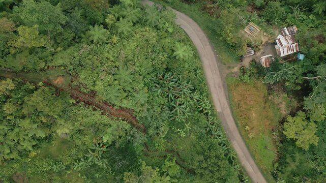 Top Down Zoom Out Tall Tree and Path
