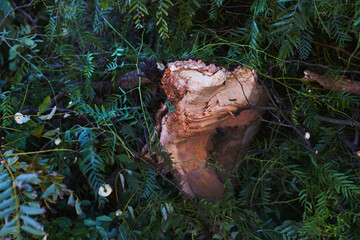 Árboles y ramas caídas tras el temporal