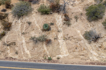 Granitic Rocks / Leucocratic Plutonic Rocks. intrusive / dikes. sheared and stained brown from iron oxides.( grdb ）. Angeles Crest Scenic Byway, Los Angeles County, California. San Gabriel Mountains. 