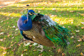 Obraz premium Pavo real en el parque paseando
