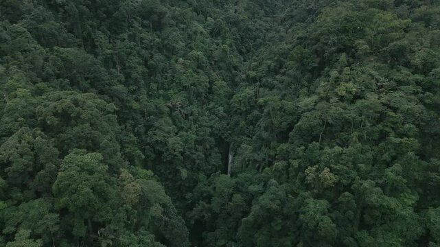 Hidden Waterfalls in Rainforest 