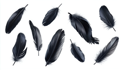 Set of different bird black feathers, isolated on white background.
