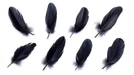 Set of different bird black feathers, isolated on white background.