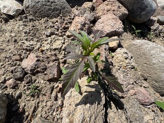 Close-up of Bidens tripartita fresh leafy plant. Bidens tripartita growing on rocks. In the sunflower family known as trilobed beggar, trilobed beggar, leafed beggar or trifid bur-velvet.
