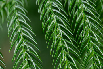 Close up of Norfolk Island Pine Needle Like Leaves