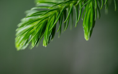Close up of Norfolk Island Pine Needle Like Leaves