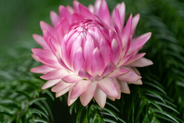 Close up of Norfolk Island Pine Needle Like Leaves with Pink Strawflower on It