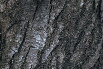 Texture of embossed bark of an old maple. Texture of the bark of old maple tree. Cracked bark, embossed texture of the maple