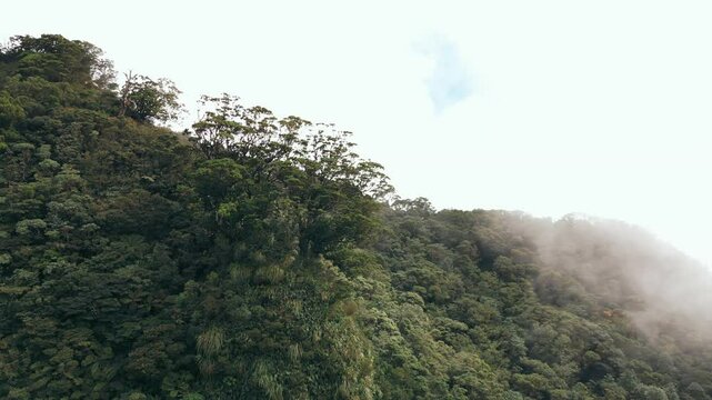 Cool Tree on Mountain Peak