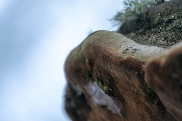 Phellinus igniarius (syn. Phellinus trivialis), commonly known as the willow bracket, fire sponge, false tinder polypore, punk ash polypore