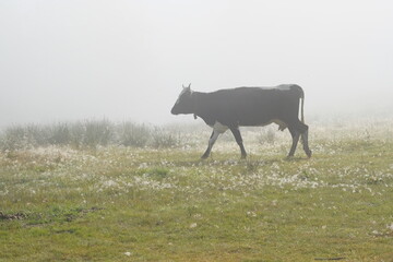 A speckled cow grazes in a pasture in the fog
