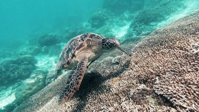 Floating Turtle in the Bottom of the Sea