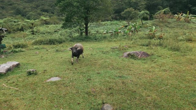 A Carabao In a Farm, Philippines