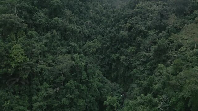 Rainforest Philippines Drone Push In Tilt Up
