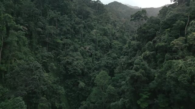Rainforest Philippines Drone Push In