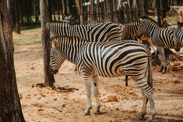 zebras in safari park on a sunny day