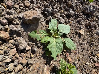 Datura stramonium. Hallucinogen plant also called Jimsonweed. Datura innoxia, Angel Trumpet,...