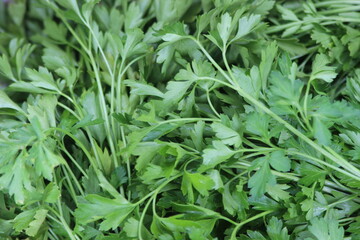 Coriander Leaves Close Up