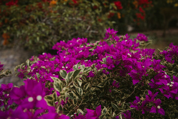 Bougainvillea blooming in the garden close-up