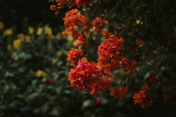 Bougainvillea blooming in the garden close-up