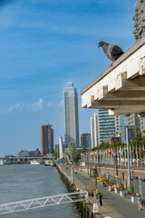 A pigeon rest on a roof with the city behind