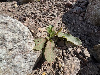 Wild patience dock (Rumex patientia) plant with weakly crinkly-wavy leaves, thriving. Sorrel is blood-red in the open ground. Large oblong-lanceolate medium green leaves with purple pronounced veins.